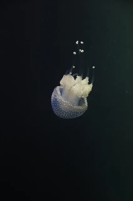 anuva